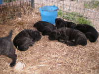 cucciolata cane corso rustico